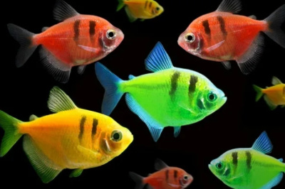 Тернеция (GloFish) Ассорти полоска